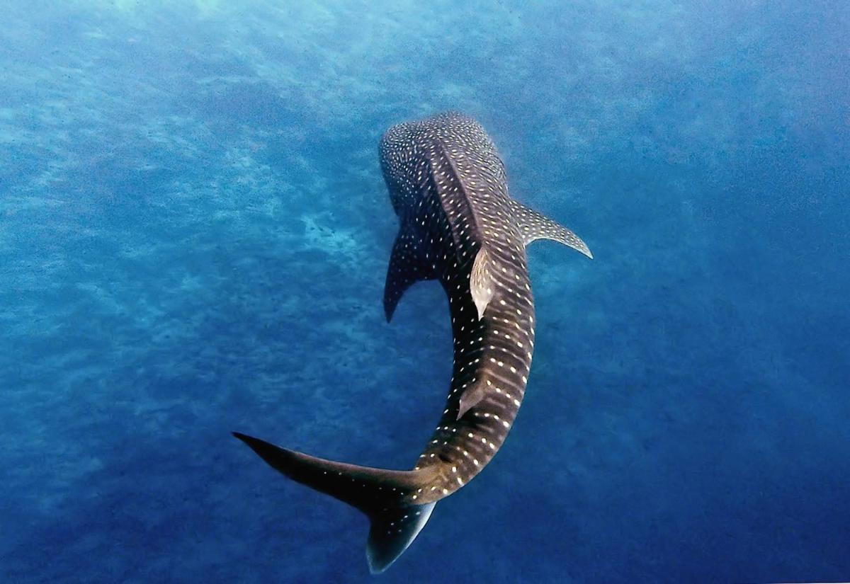 Manta Reserve Maalhos  Екстериор снимка